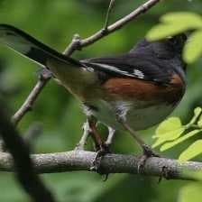 Sample of Eastern towee