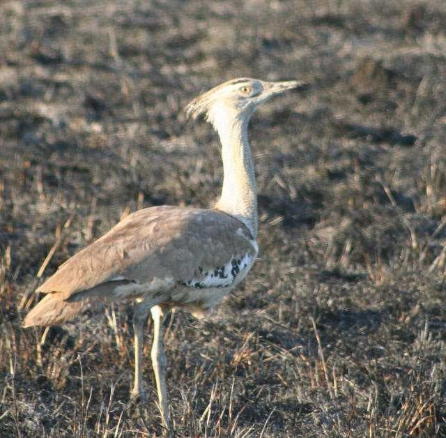 Sample of Bustard