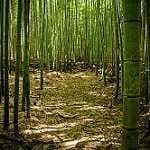 Sample of Forest