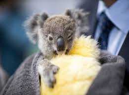 Sample of Koala