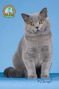 Sample of British shorthair