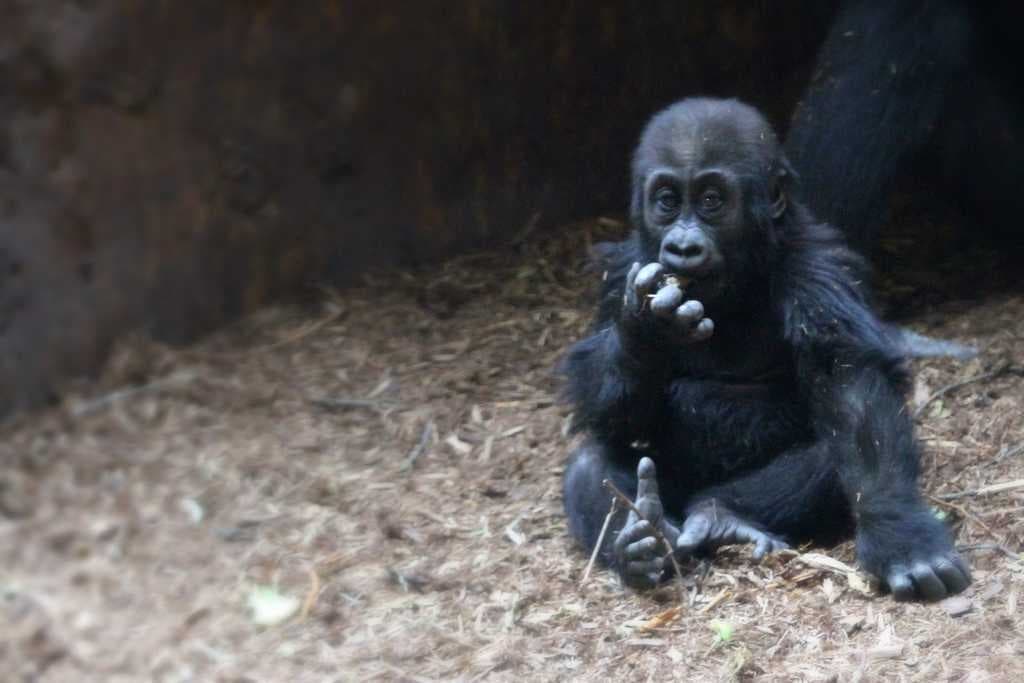 Sample of Monkey
