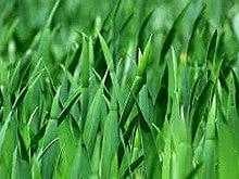 Sample of Grass