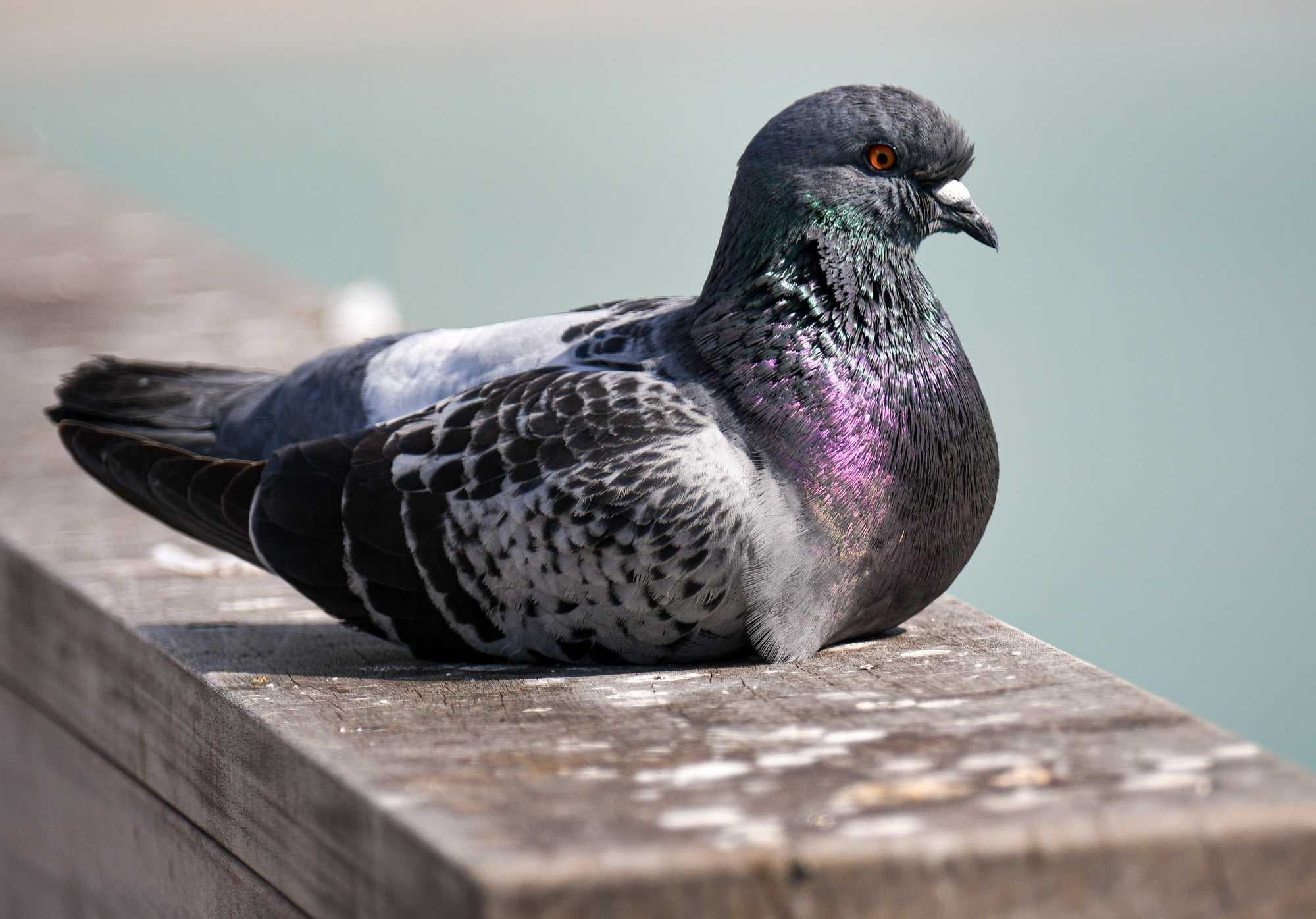 Pigeon image dataset preview