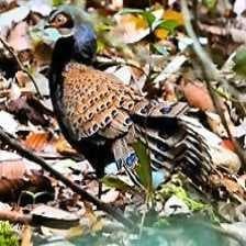 Sample of Bornean pheasant
