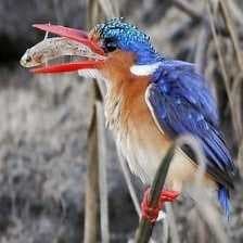 Sample of Malachite kingfisher