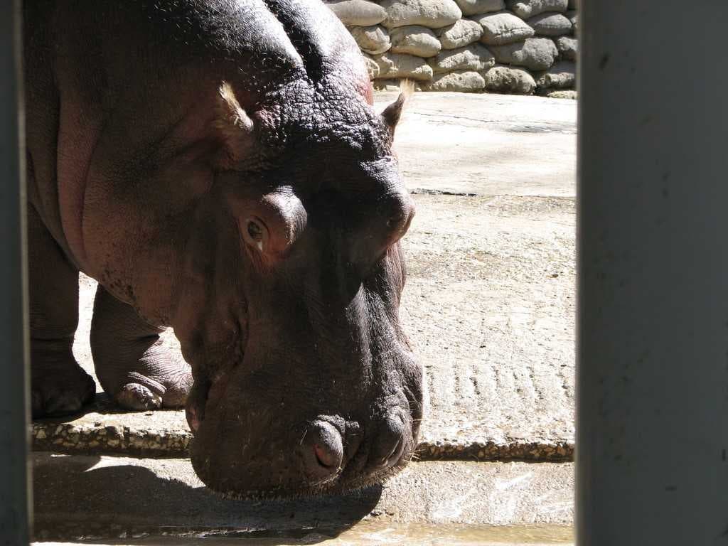 Sample of Hippopotamus