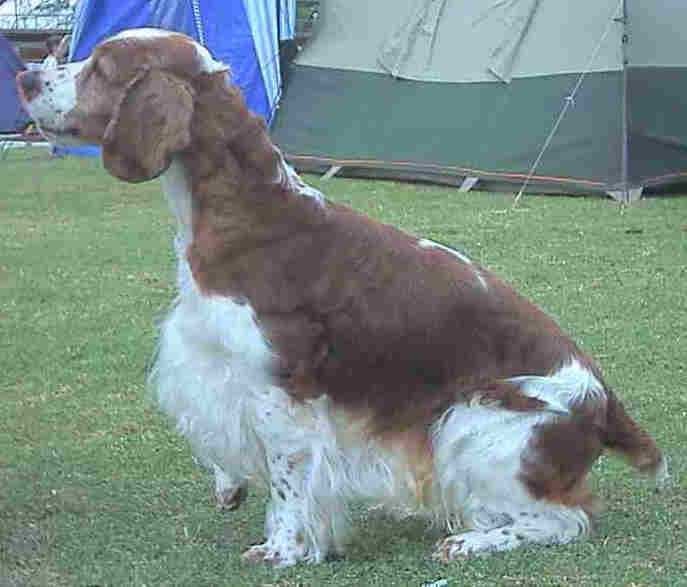 Sample of Welsh springer spaniel