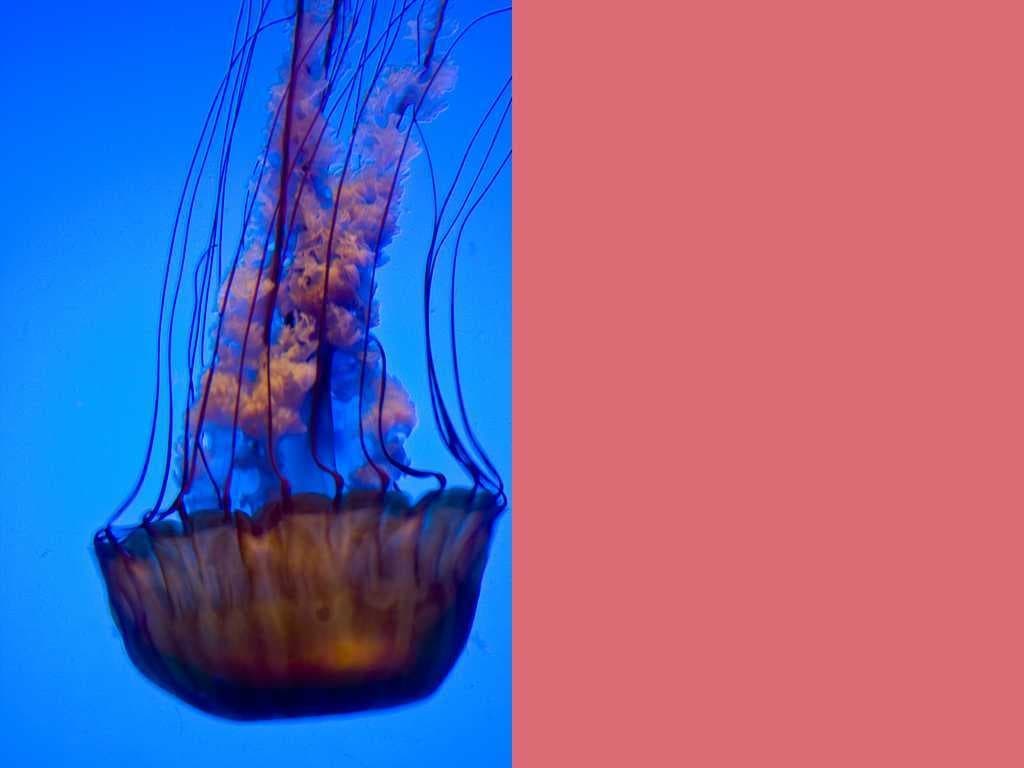 Sample of Jellyfish