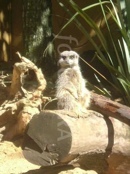 Sample of Meerkat