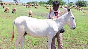 Sample of Donkey