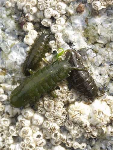 Sample of Isopod