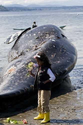 Sample of Grey whale