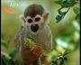 Sample of Squirrel monkey
