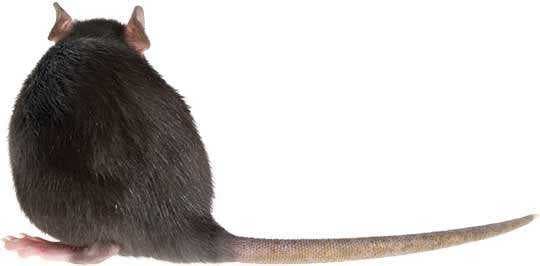 Sample of Rat