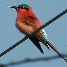 Sample of Carmine bee eater