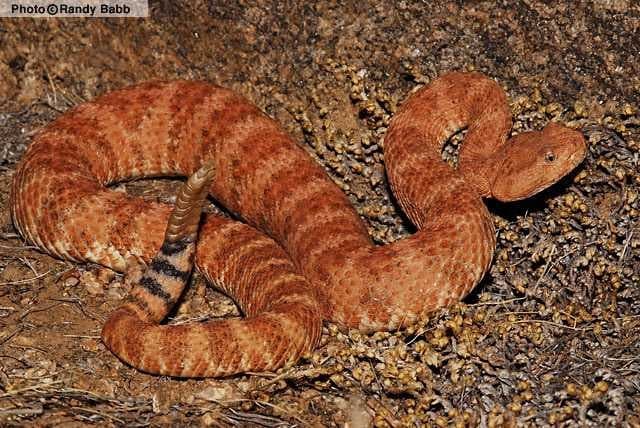 Sample of Sidewinder