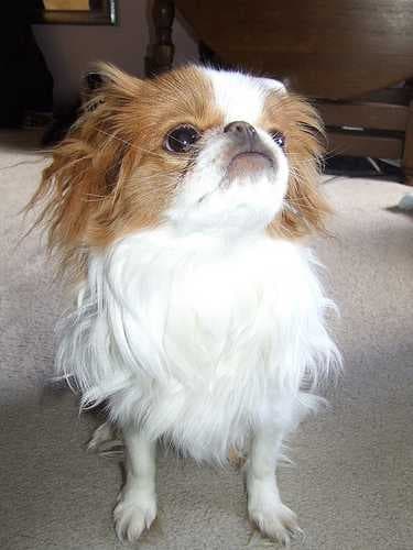 Sample of Japanese chin