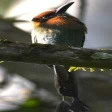Sample of Rufuos motmot