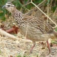 Black francolin image dataset preview