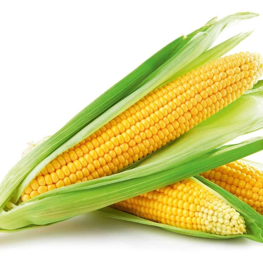 Sample of Sweetcorn