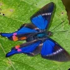 Sample of Metalmark