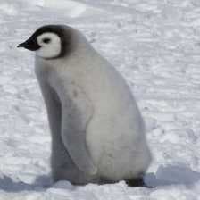 Emperor penguin image dataset preview