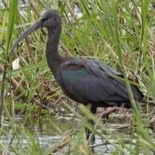 Sample of Glossy ibis