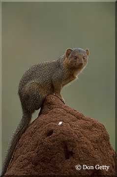 Sample of Mongoose