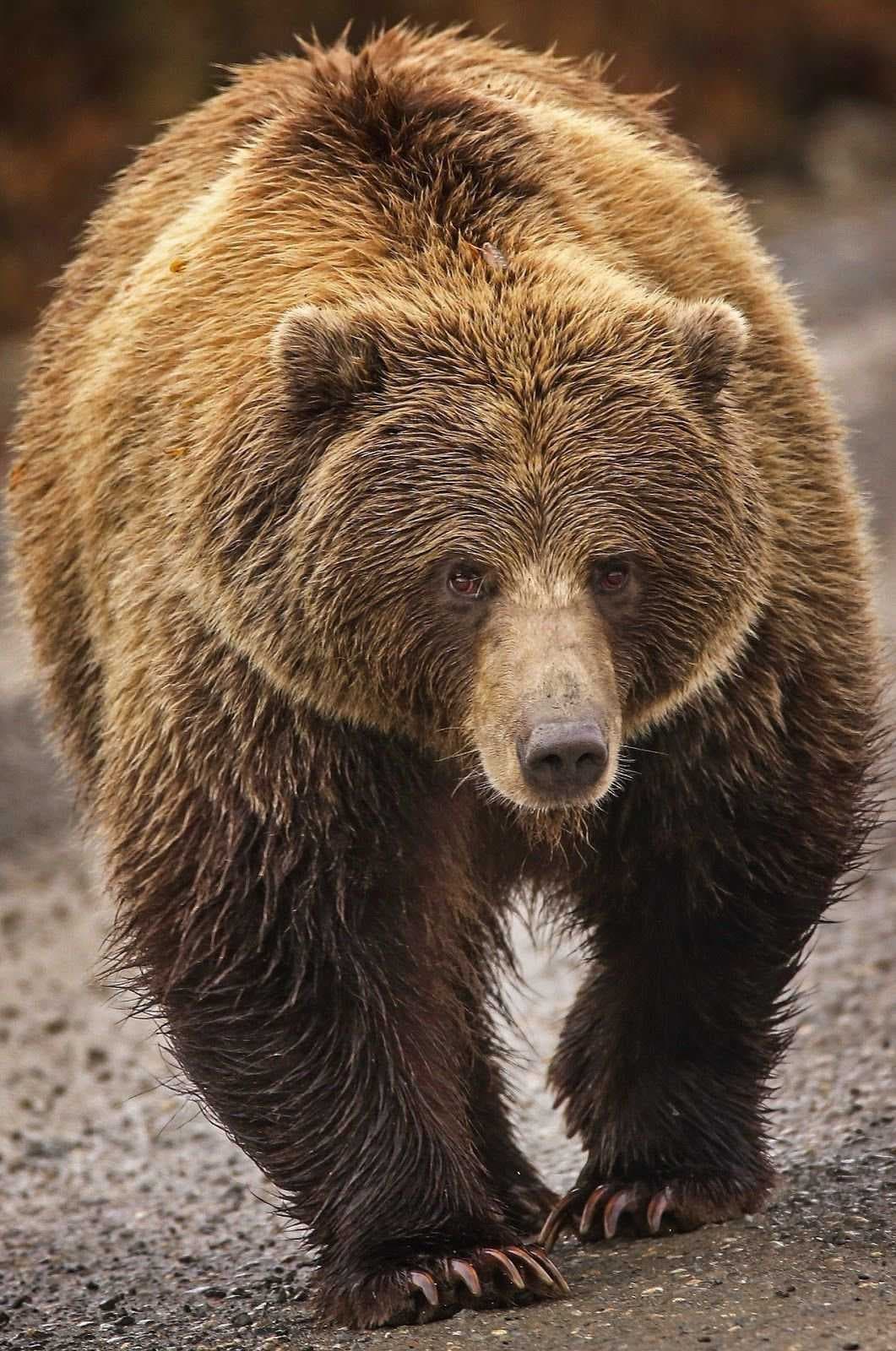 Sample of Bear