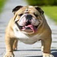 Sample of Bulldog