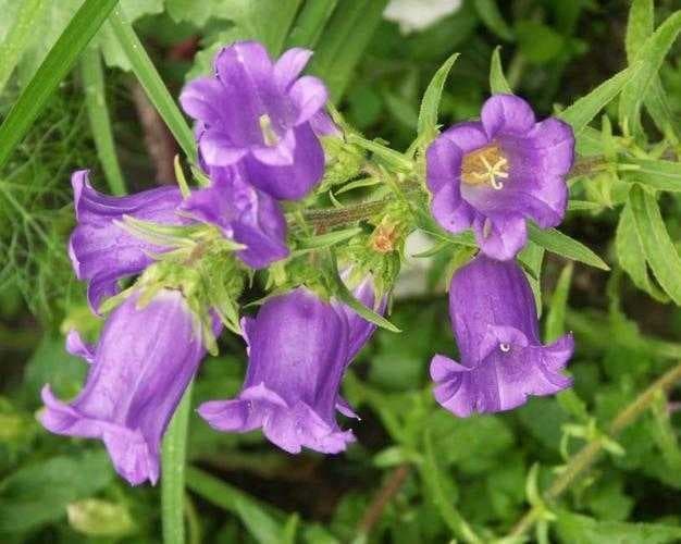 Sample of Canterbury bells