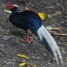 Sample of Swinhoes pheasant