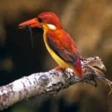 Sample of Rufous kingfisher