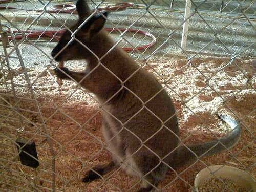 Sample of Wallaby