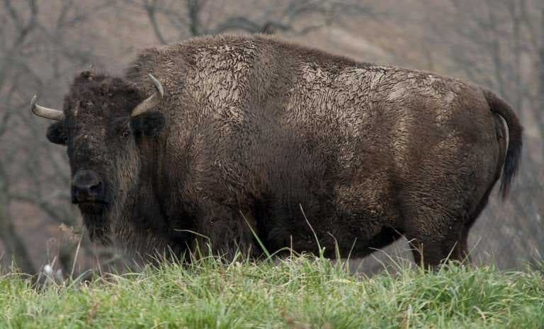 Sample of Bison