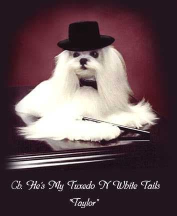 Sample of Maltese dog