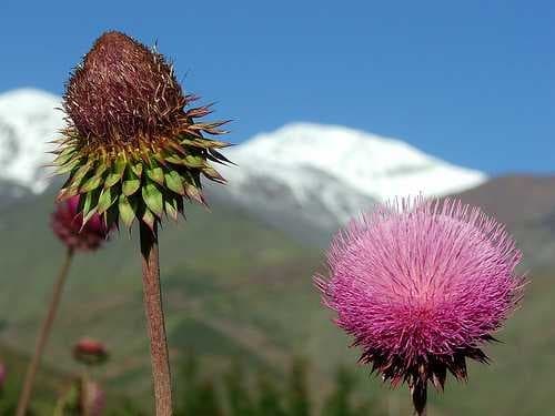 Cardoon image dataset preview