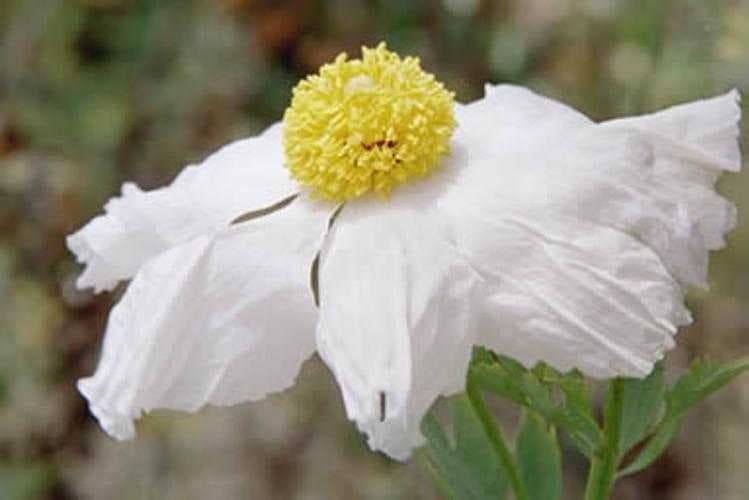Sample of Tree poppy