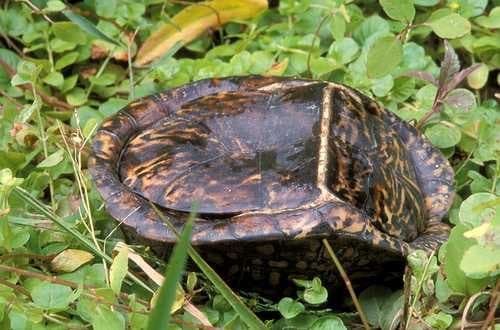 Sample of Box turtle