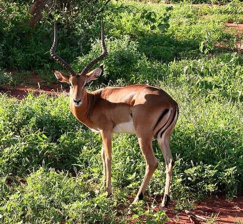 Sample of Impala