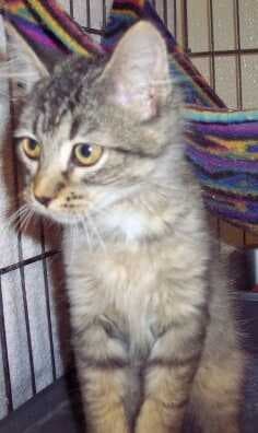 Sample of Cat
