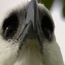 Sample of Harpy eagle