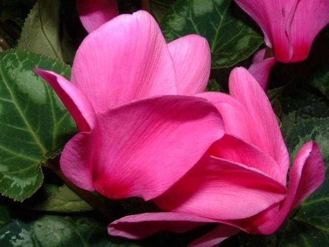 Cyclamen image dataset preview