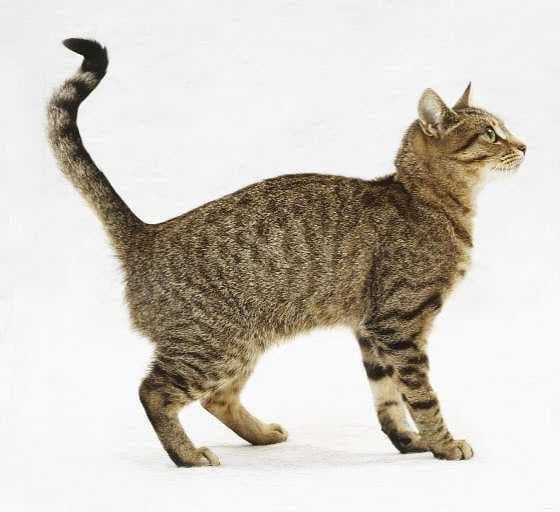 Tabby image dataset preview