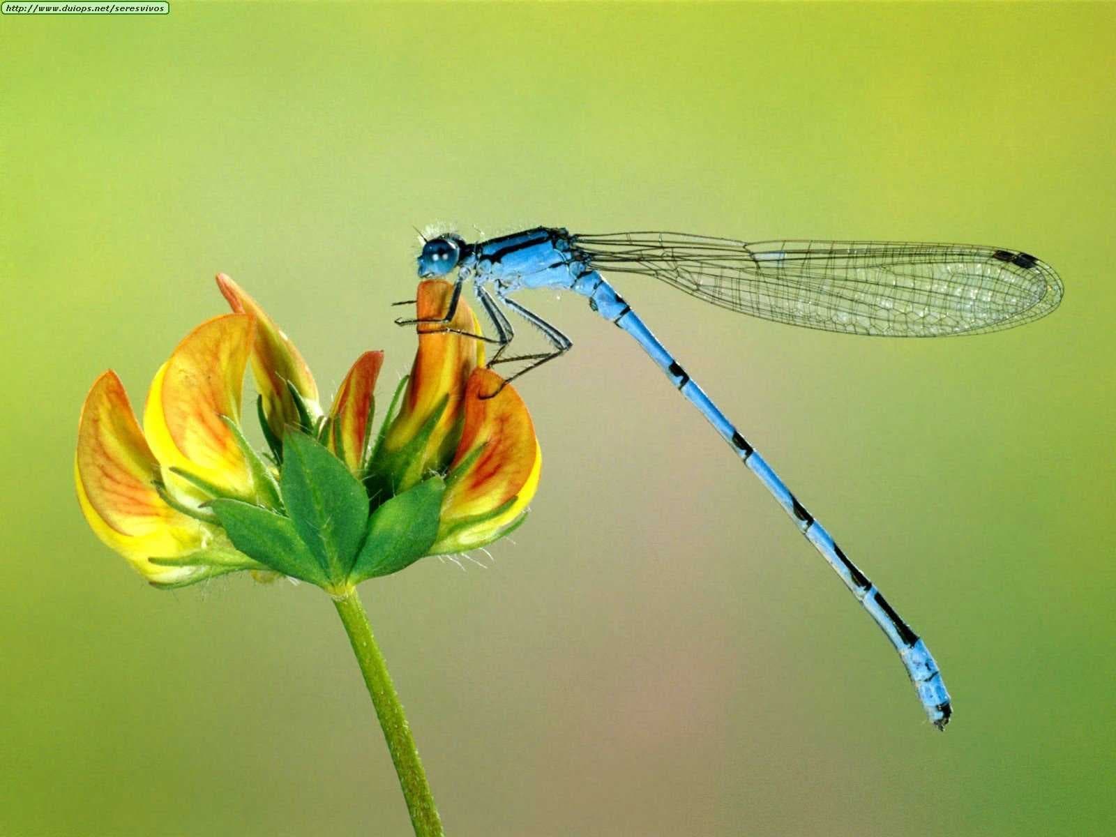Damselfly image dataset preview