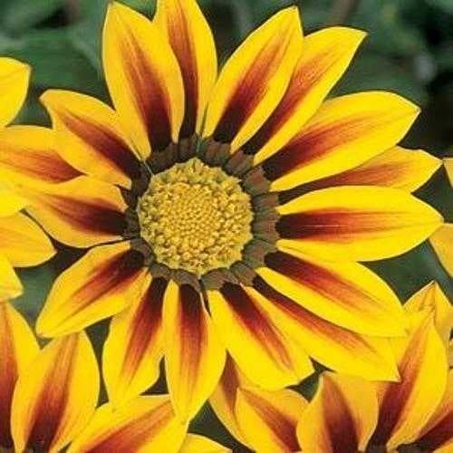 Sample of Gazania