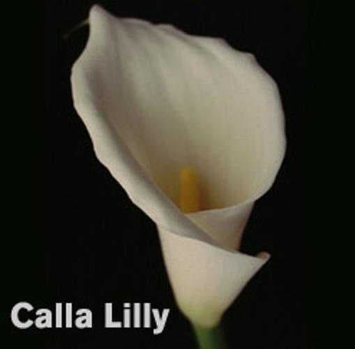 Giant white arum lily image dataset preview