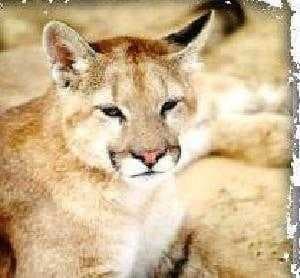 Sample of Cougar face