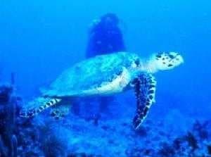 Sample of Hawksbill